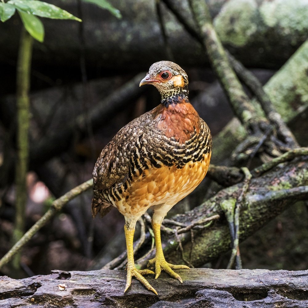 I am Chestnut-necklaced Partridge of Malaysia