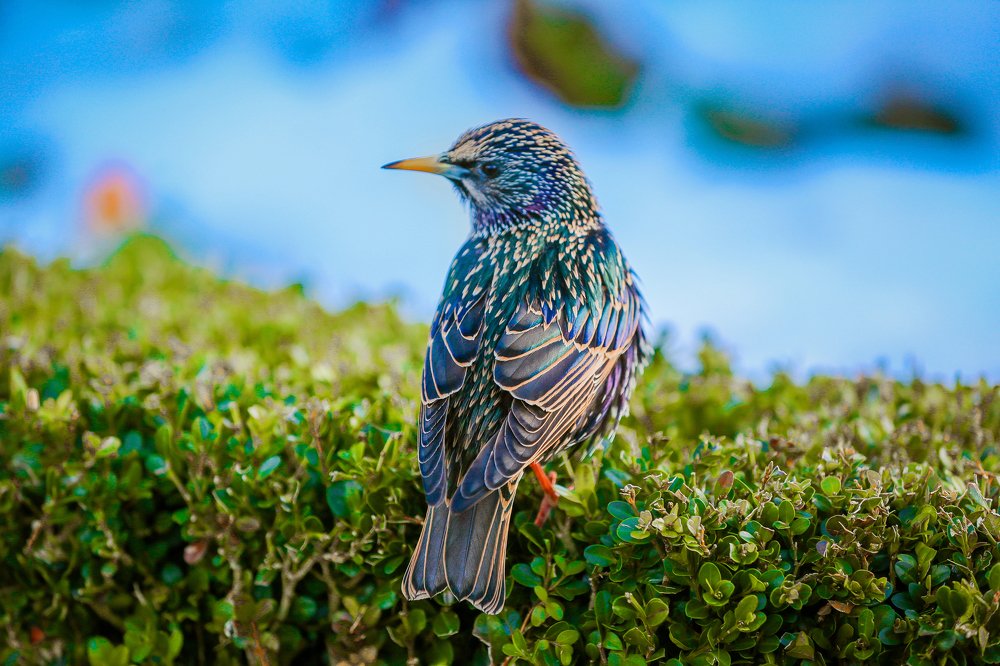Common starling