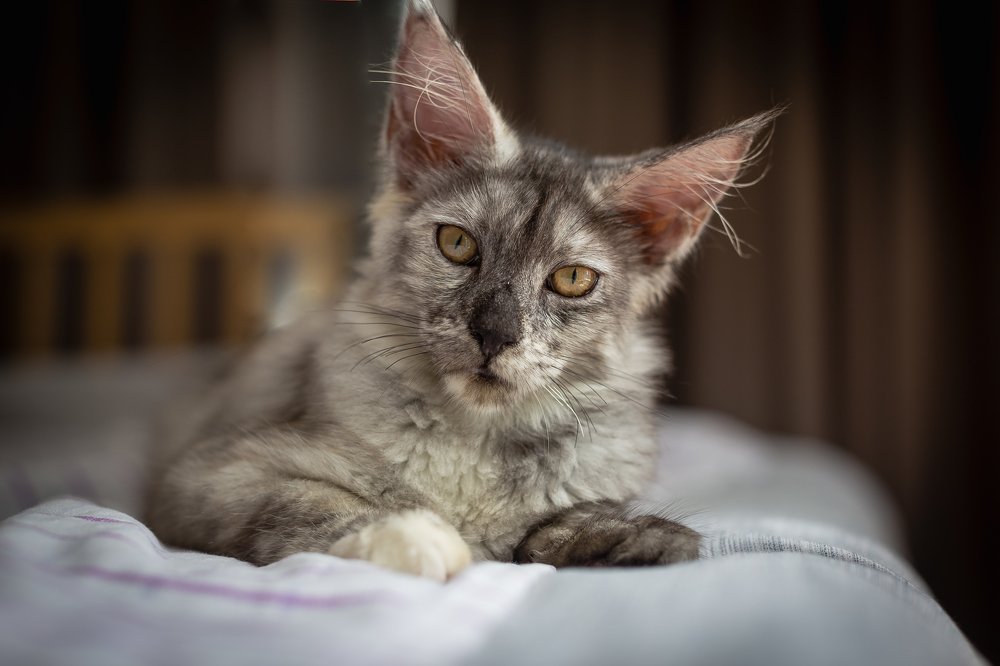 уши мое богатство