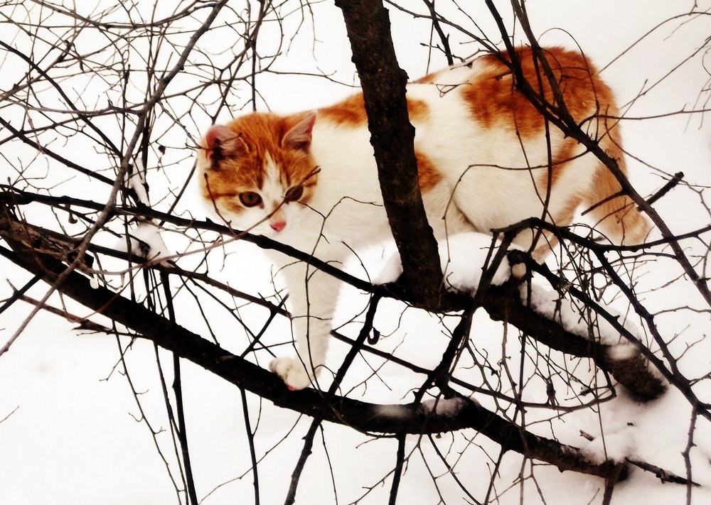 Рыжик