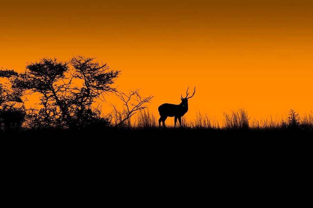 Spotted deer during sunset
