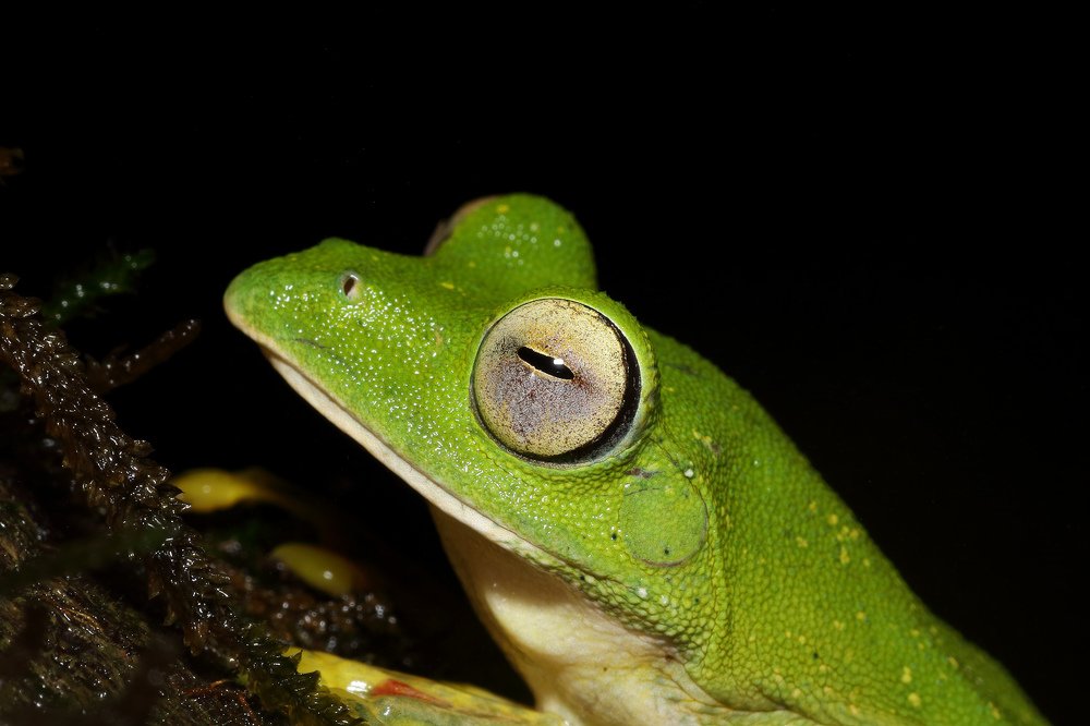 Portrait of Malabar gliding frog