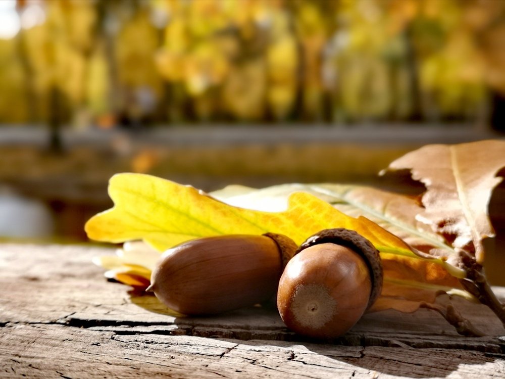 Осенний этюд