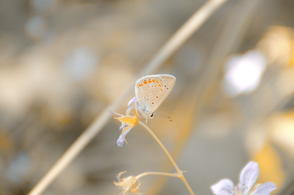 Photograph by Сергей Бережной