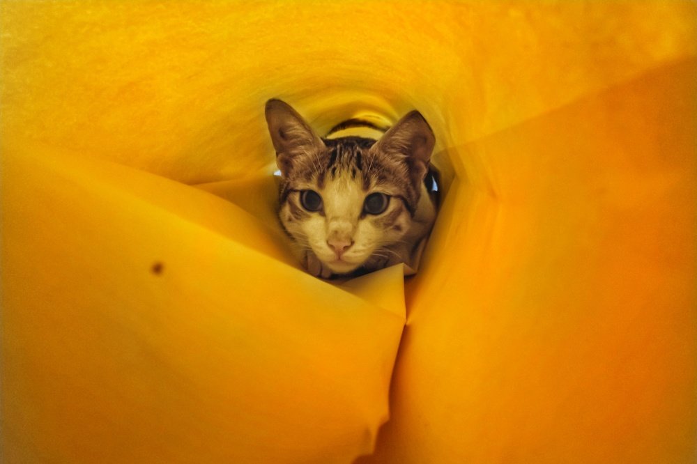 Hide and seek