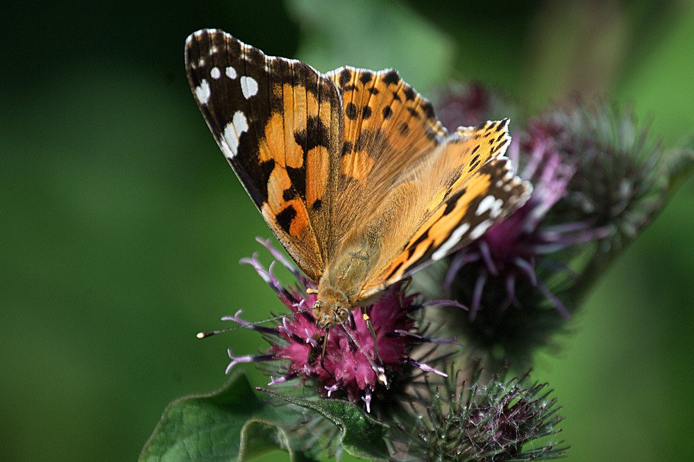 Photograph by Yroslava Veretina