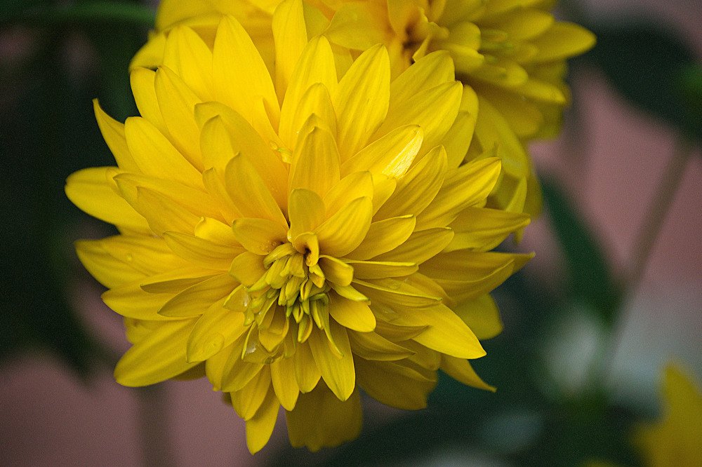 "Золотой шар"