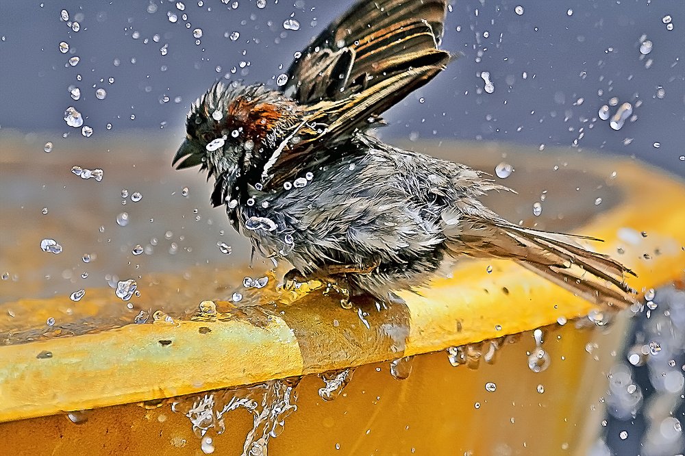 головомойка