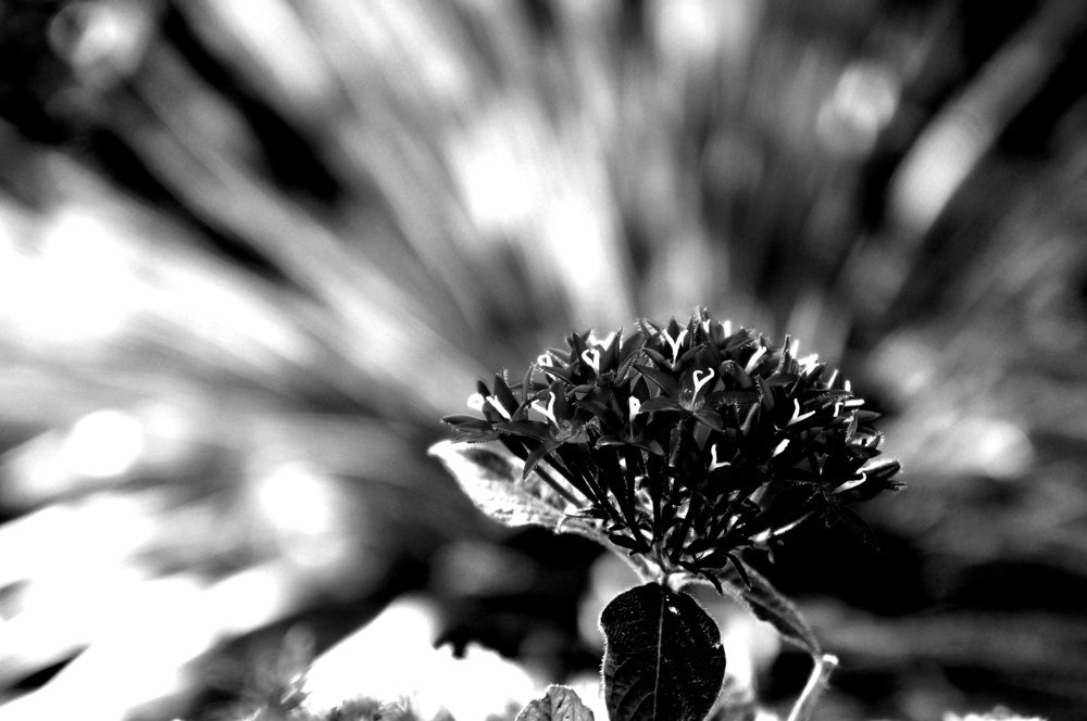 Photograph by Elena