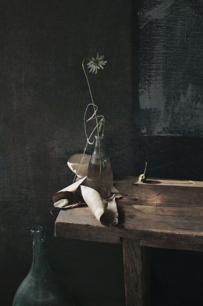 привет ромашки