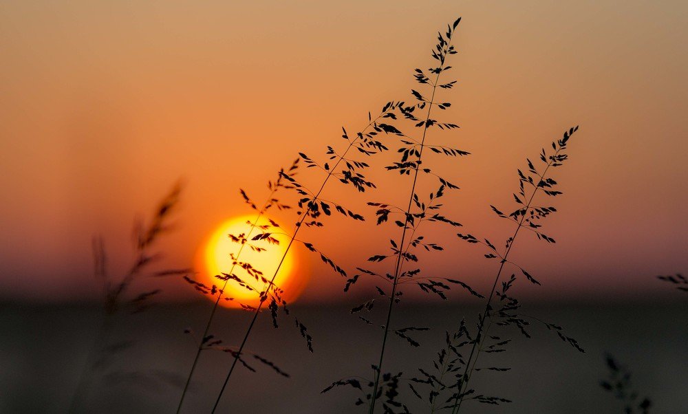 "Закат  встепи"