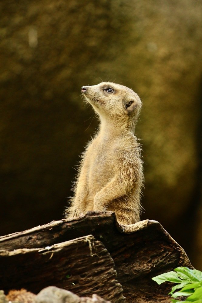 I just cant wait to be king