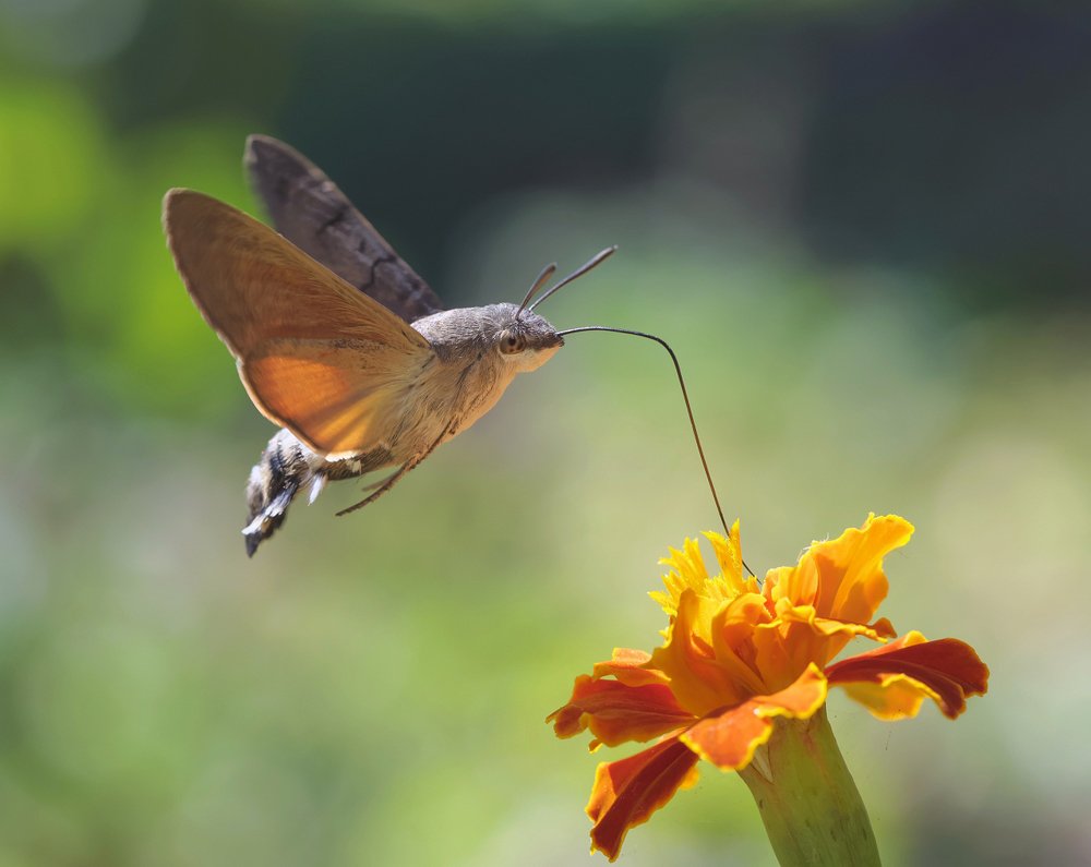 Бражник языкан