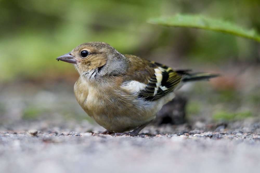 Птенец зяблика