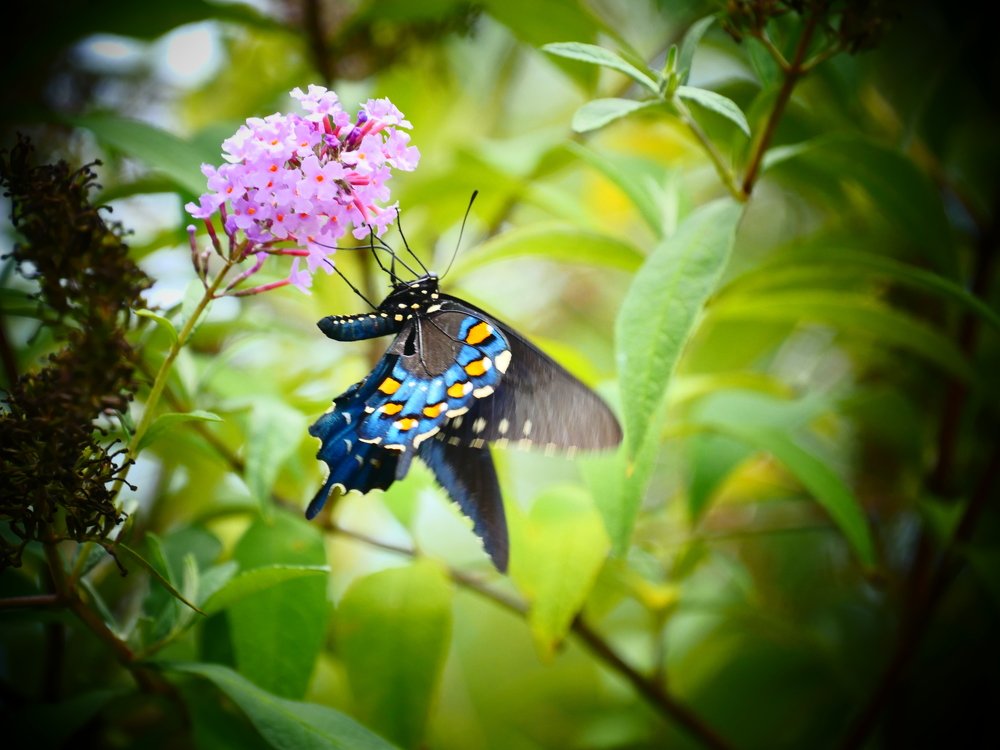 Черная красавица.