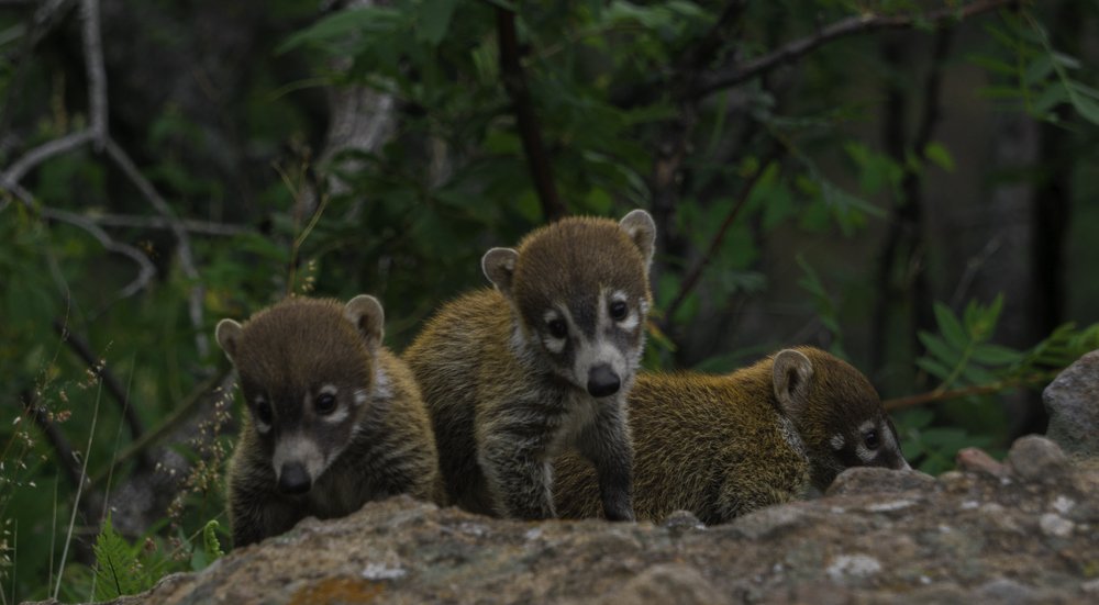 Crías de Coatí I