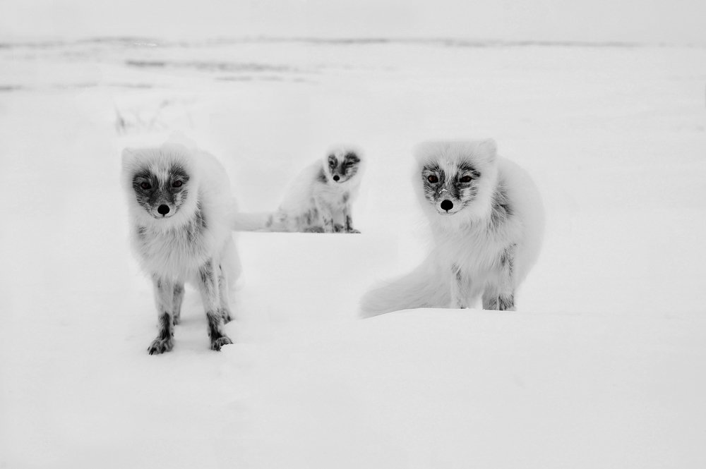 Попрошайки