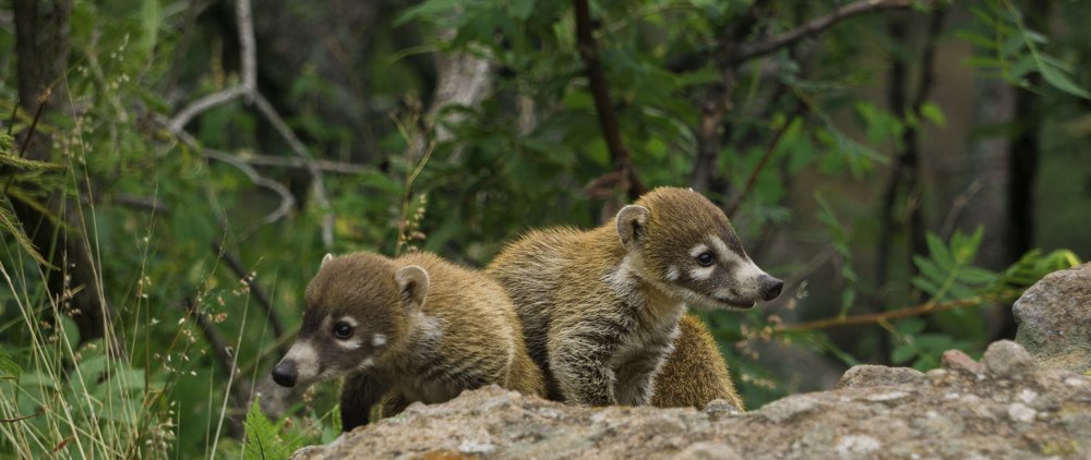 Crías de Coatí II