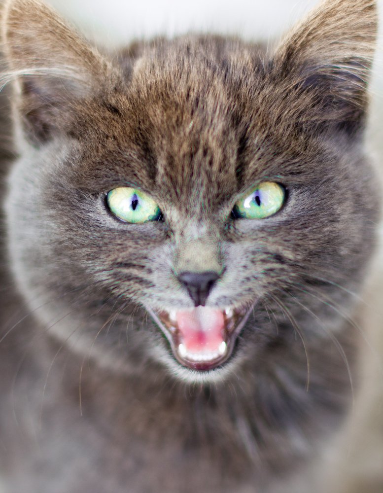 Кто сказал Мяу?