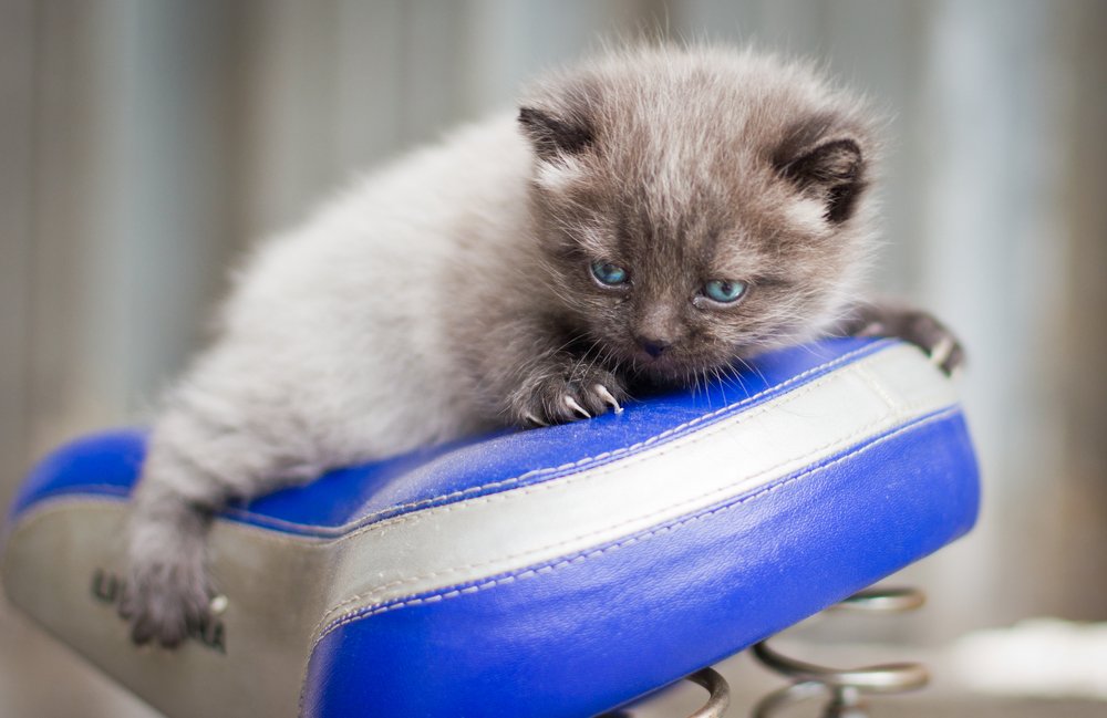 велосипедистка