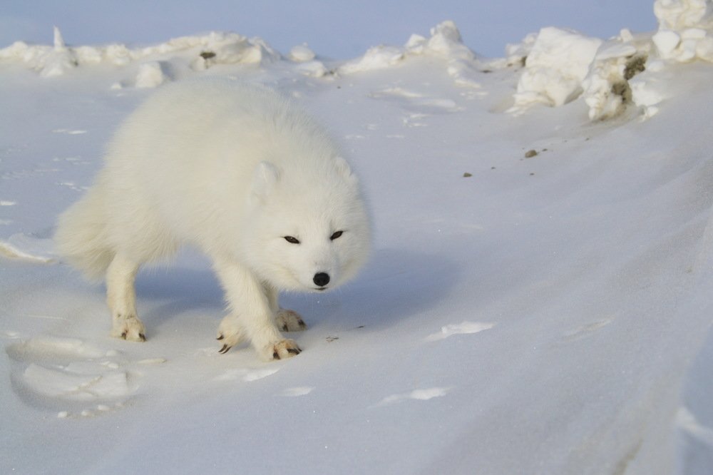 Полярная лисица