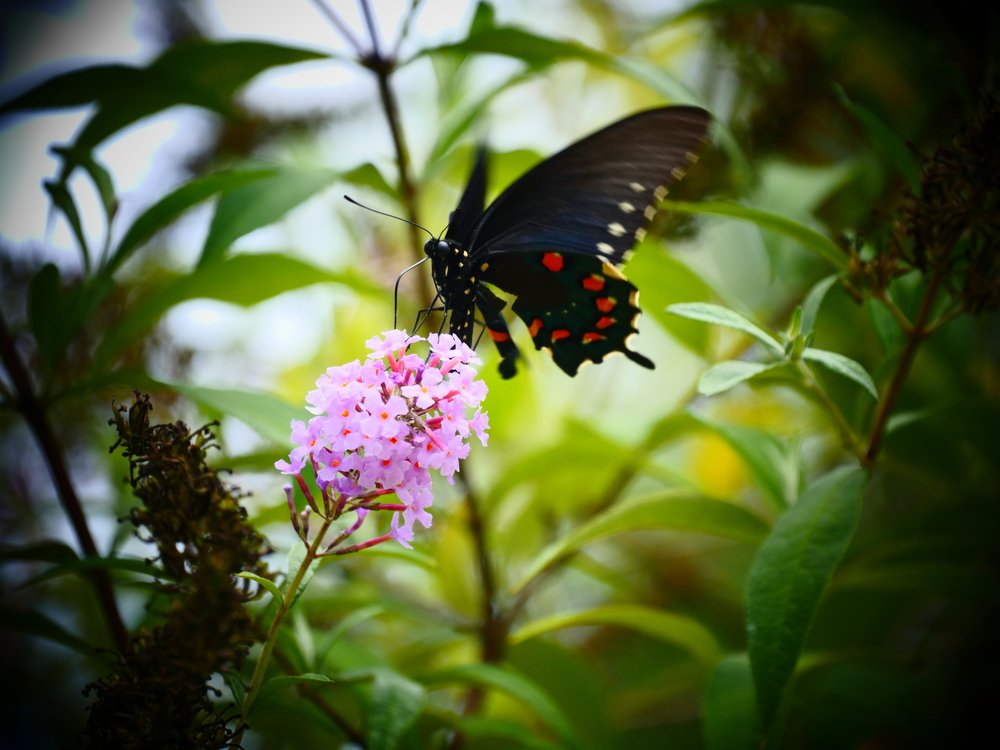 Легкокрылая красавица.