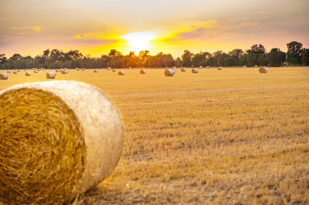 Деревенский закат в поле