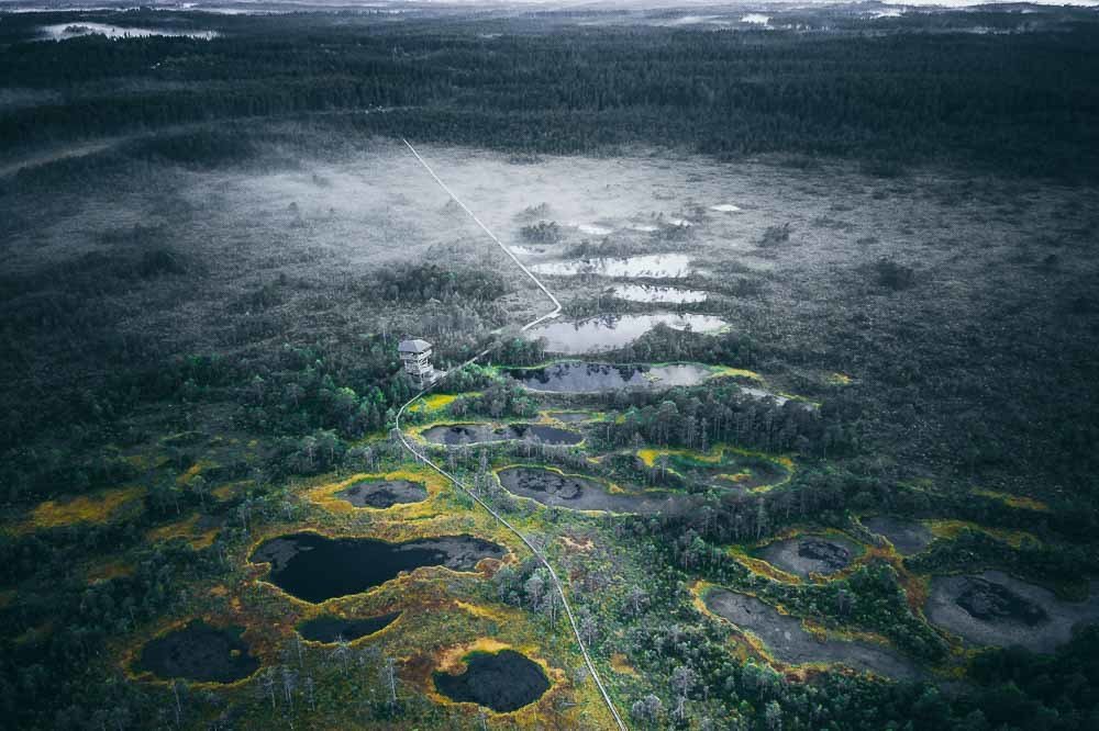 Misty evening in the bog.