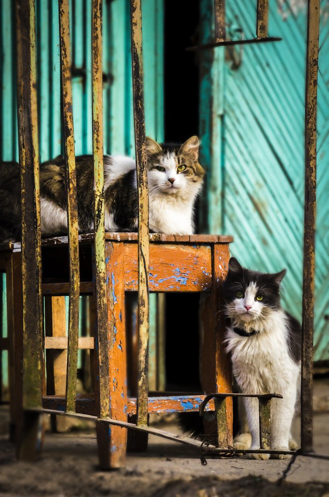Фотография автора Майя Афзаал