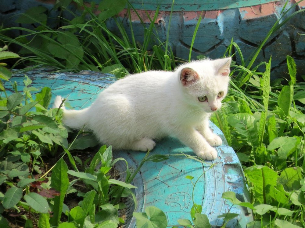 Photograph by Елена Лапина