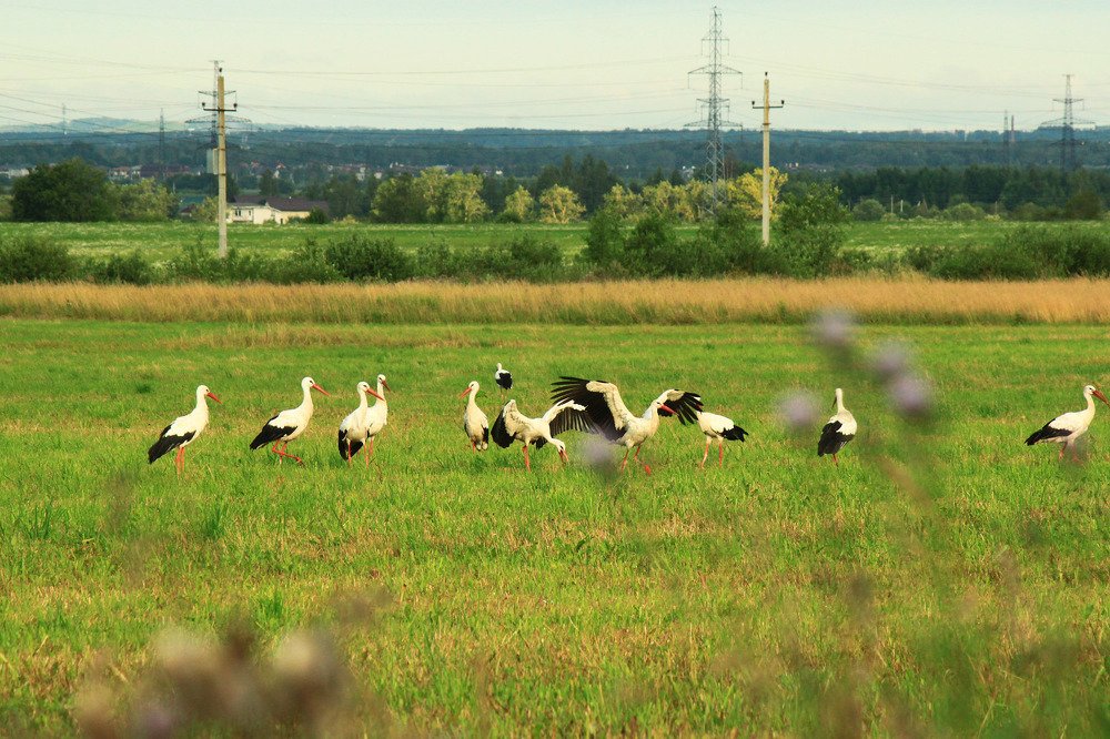 Аисты собираются в стаи перед миграцией на юг