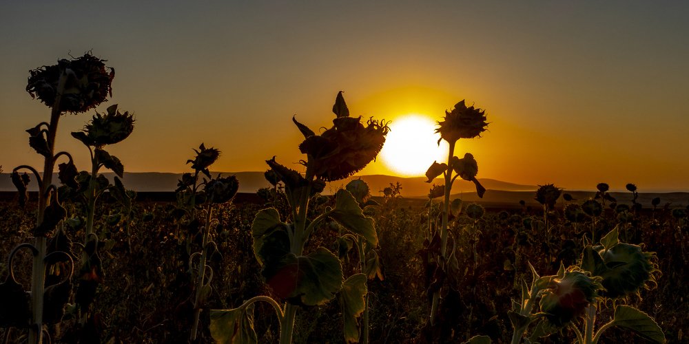 Солнечные цветы. Sunny flowers.
