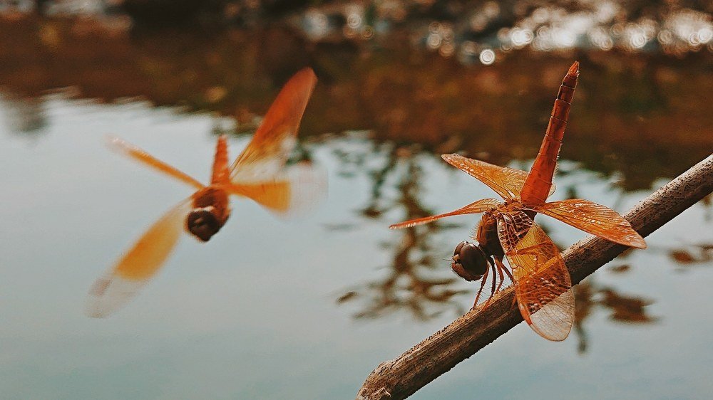 Twin Dragonflies