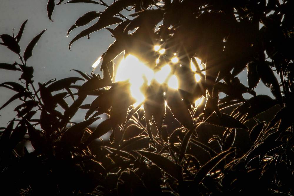 Звенящий рассвет