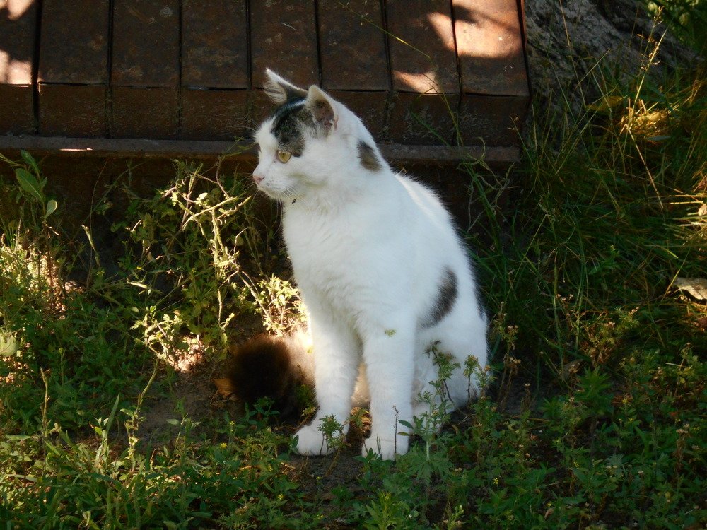 одинокий кот
