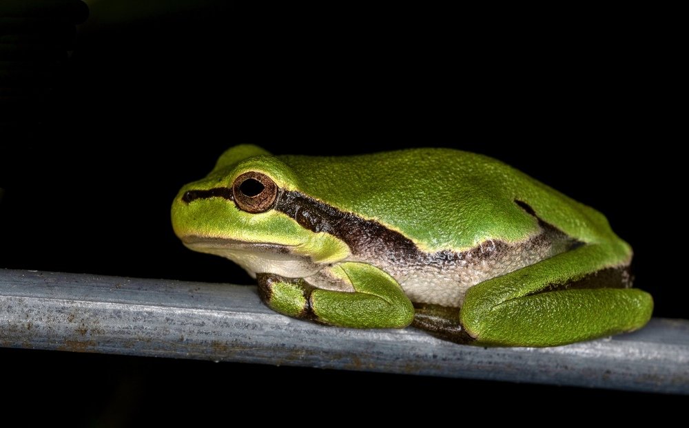 Tree frog