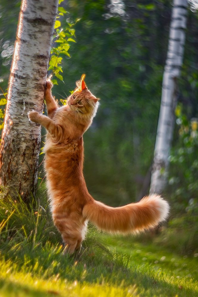 Радости лета)