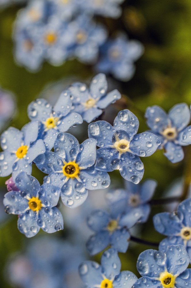 Утренний лужок