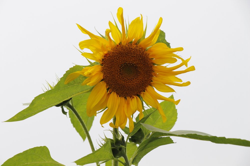 Маленькое солнышко на высокой ножке