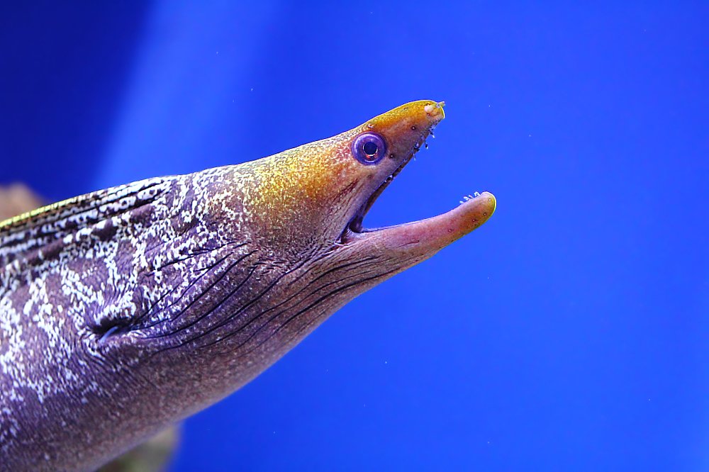 Старость - не радость...