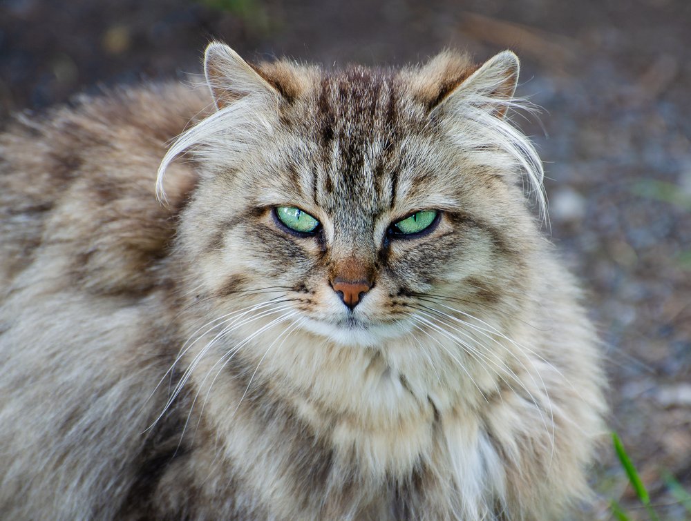 Photograph by Инна Макеева