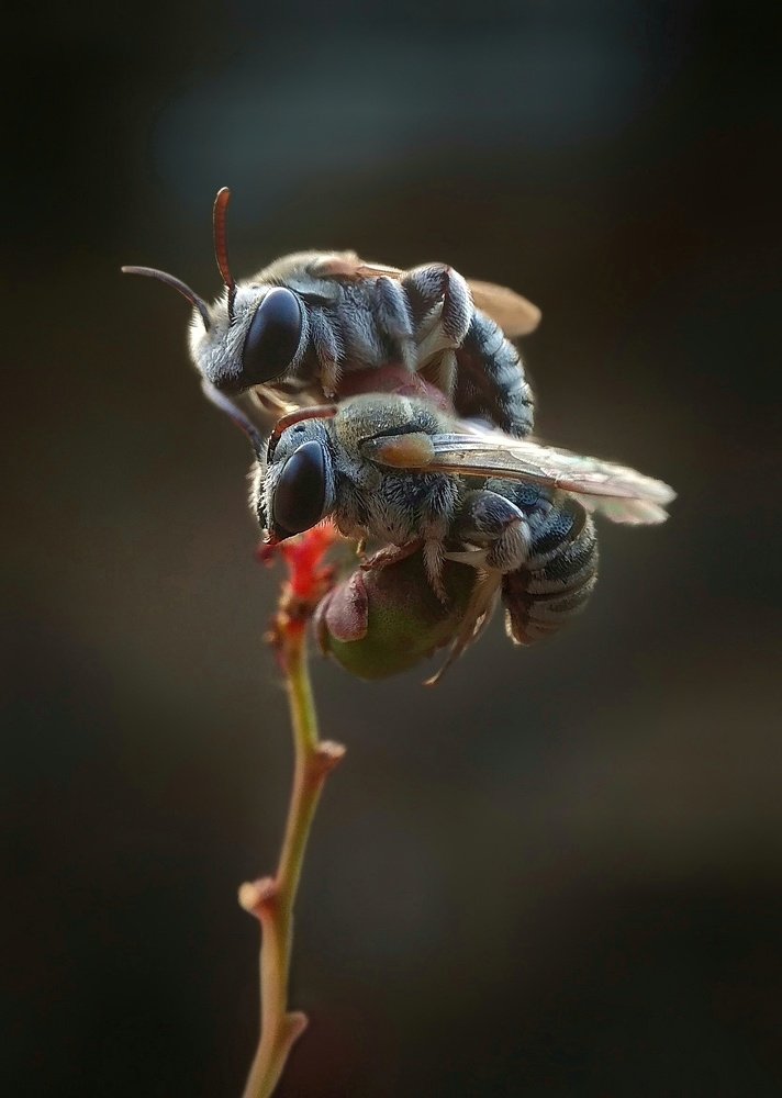 Bees on rest