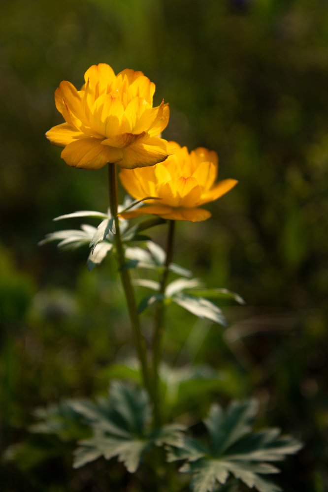 Когда горят жарки