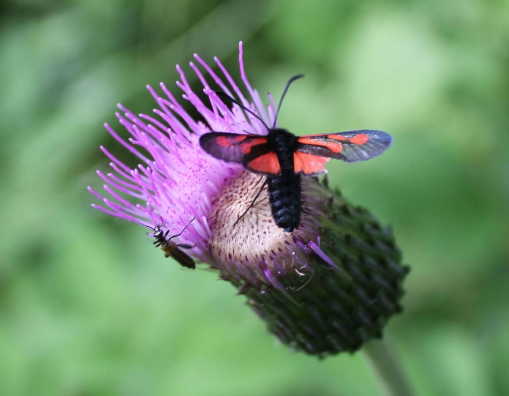 Разноцветный мотылек