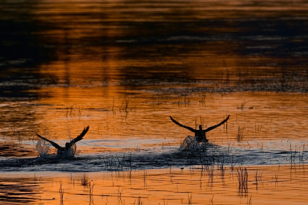 Улетая в ночь