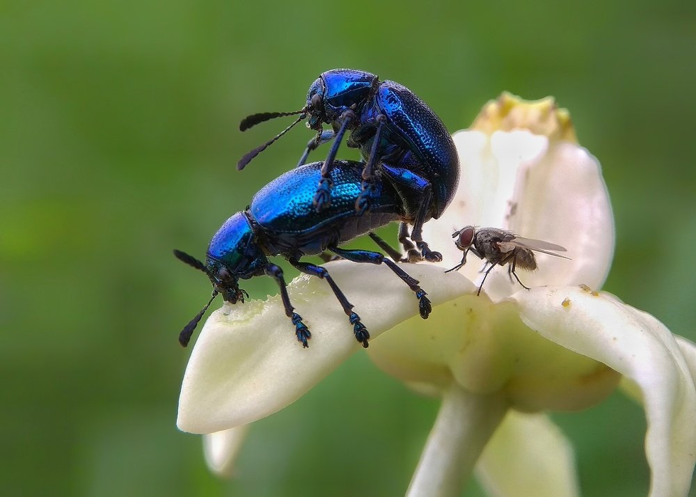 Beetles courtship