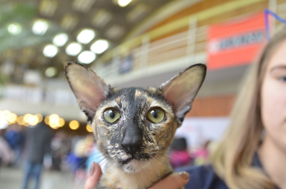 Виват! Ушастик!