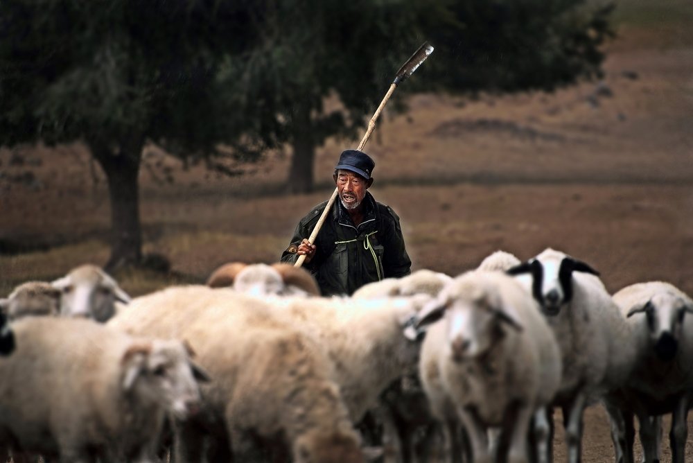 SHEPHARD OF INNER MONGOLIA