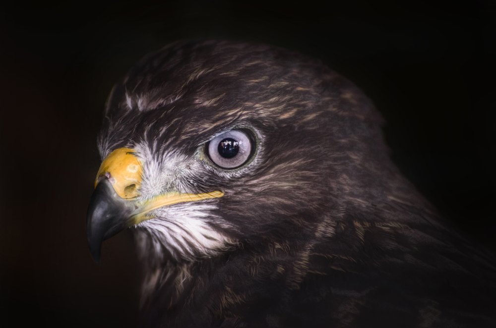 Канюк (портрет крупным планом)