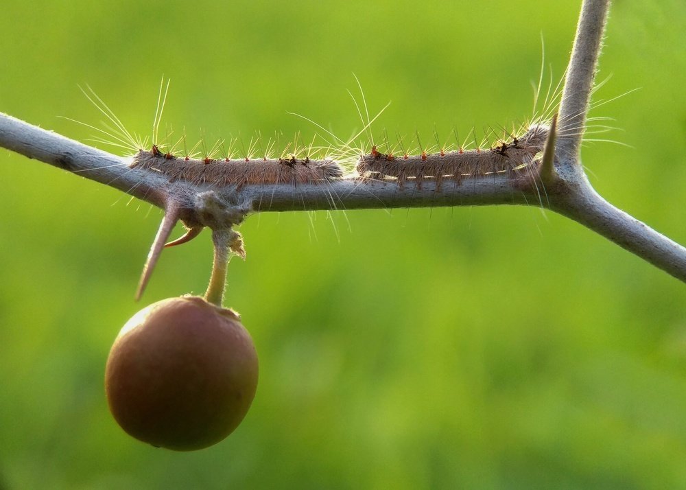 Camouflage Beauties on way